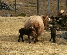 Berta med nyfödda lamm 2018
